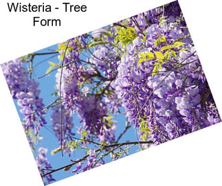 Wisteria - Tree Form