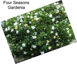 Four Seasons Gardenia