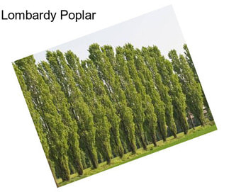 Lombardy Poplar