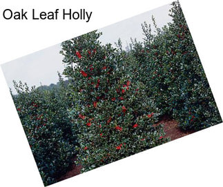 Oak Leaf Holly