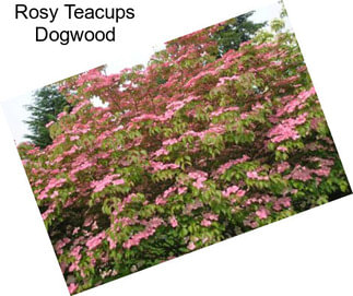 Rosy Teacups Dogwood
