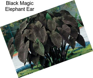 Black Magic Elephant Ear