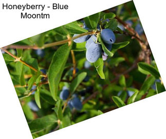 Honeyberry - Blue Moontm