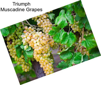 Triumph Muscadine Grapes