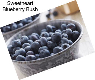 Sweetheart Blueberry Bush