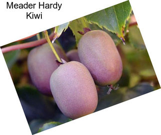 Meader Hardy Kiwi