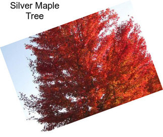 Silver Maple Tree