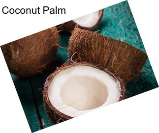 Coconut Palm