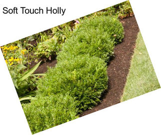 Soft Touch Holly