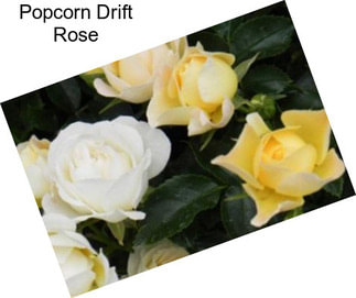 Popcorn Drift Rose