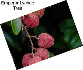 Emperor Lychee Tree