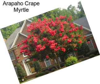 Arapaho Crape Myrtle
