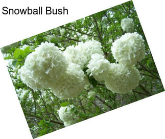 Snowball Bush