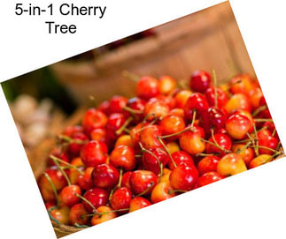 5-in-1 Cherry Tree