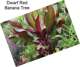 Dwarf Red Banana Tree