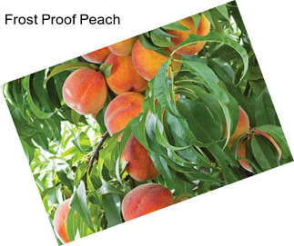 Frost Proof Peach