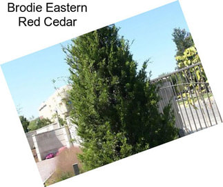 Brodie Eastern Red Cedar