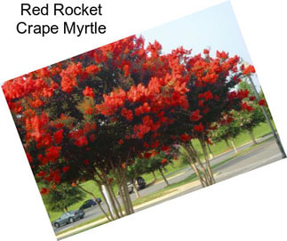 Red Rocket Crape Myrtle