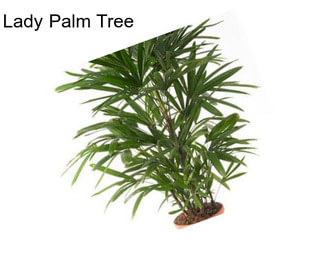 Lady Palm Tree