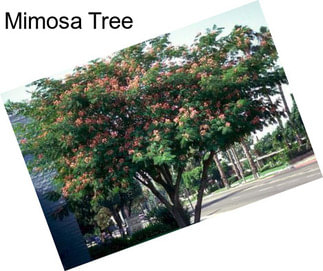 Mimosa Tree