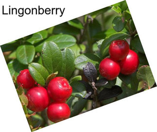 Lingonberry