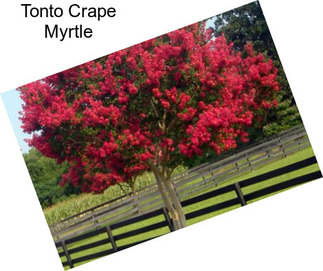 Tonto Crape Myrtle