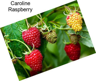 Caroline Raspberry