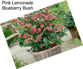 Pink Lemonade Blueberry Bush