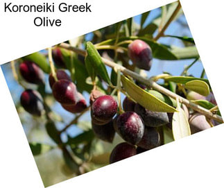 Koroneiki Greek Olive