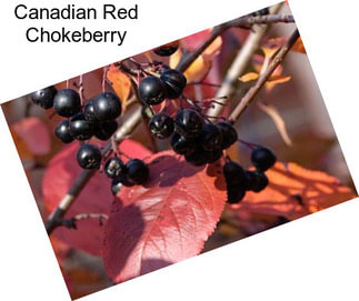 Canadian Red Chokeberry