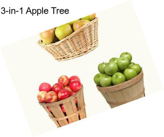 3-in-1 Apple Tree
