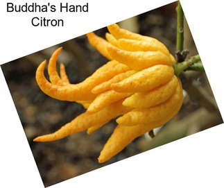 Buddha\'s Hand Citron