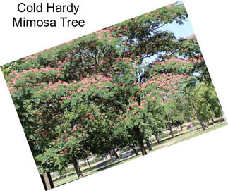 Cold Hardy Mimosa Tree