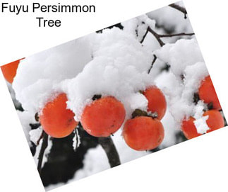 Fuyu Persimmon Tree