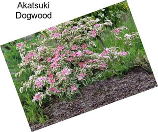 Akatsuki Dogwood