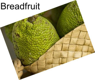 Breadfruit