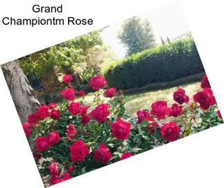 Grand Championtm Rose