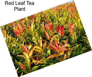 Red Leaf Tea Plant