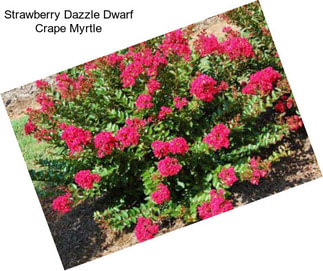 Strawberry Dazzle Dwarf Crape Myrtle