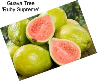 Guava Tree \'Ruby Supreme\'