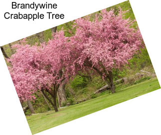 Brandywine Crabapple Tree