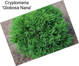 Cryptomeria \'Globosa Nana\'