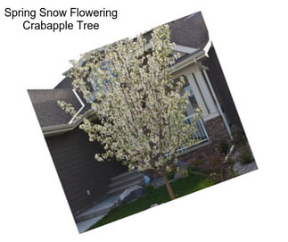 Spring Snow Flowering Crabapple Tree