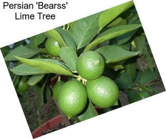 Persian \'Bearss\' Lime Tree