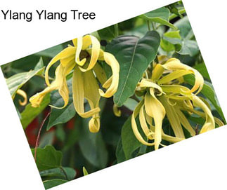 Ylang Ylang Tree