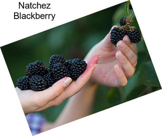 Natchez Blackberry