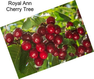 Royal Ann Cherry Tree