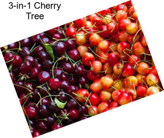 3-in-1 Cherry Tree