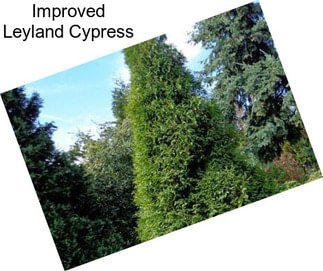 Improved Leyland Cypress