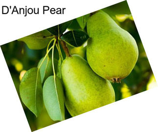 D\'Anjou Pear